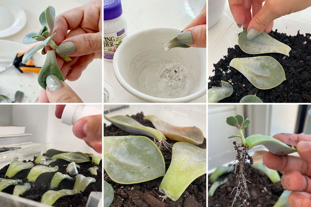 Grid of Steps To Propagating A Succulent