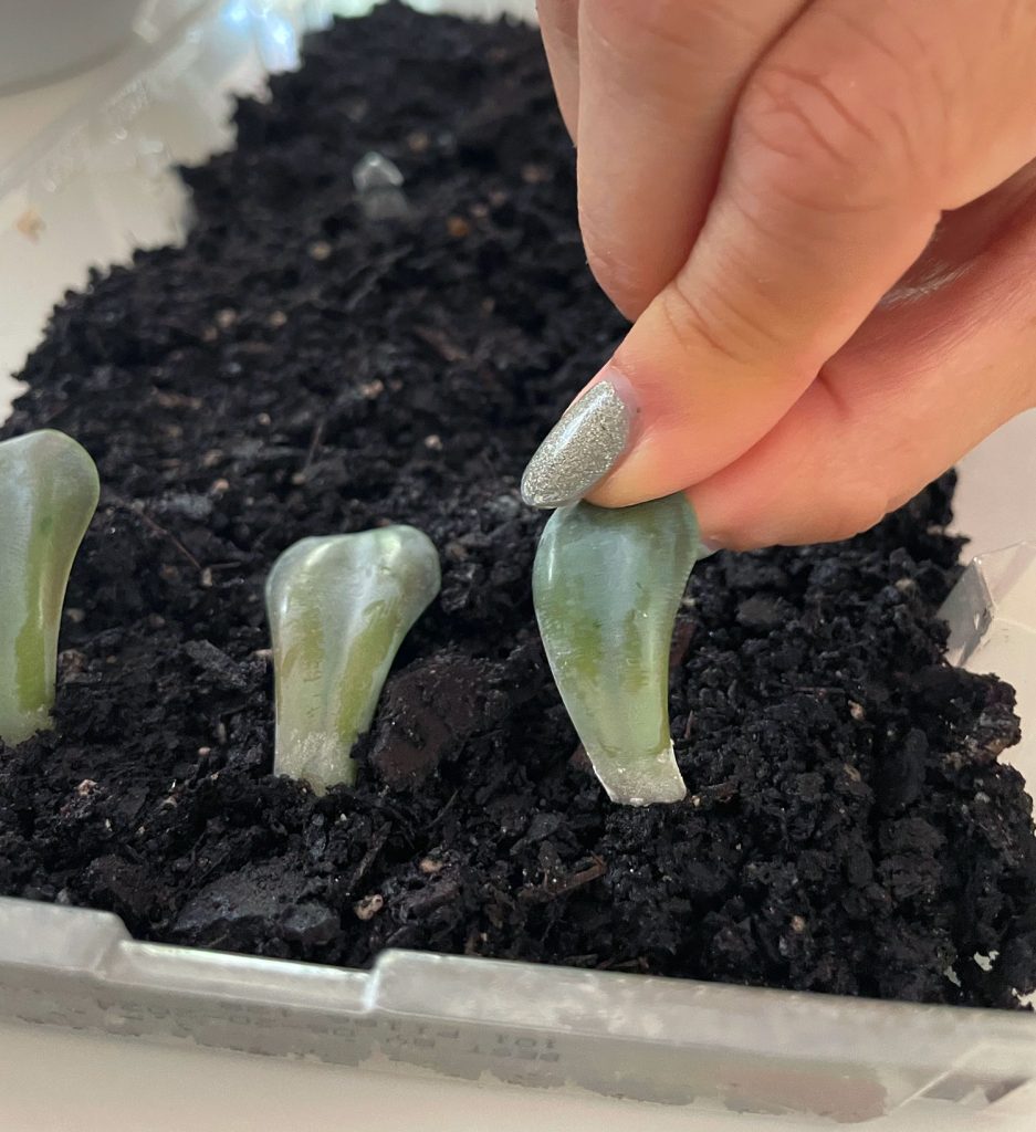 Placing Succulent Leaf Into Soil For Propagation