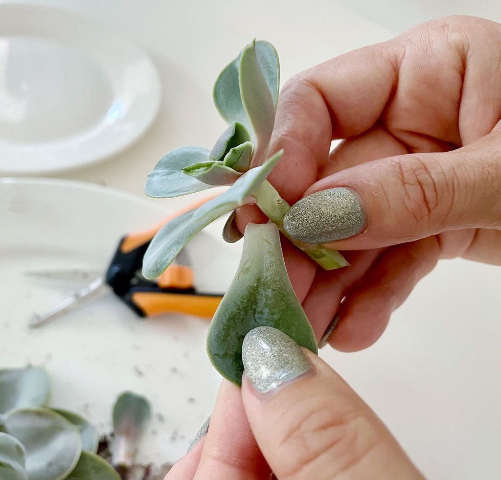 Removing Succulent Leaves From Stem For Propagation