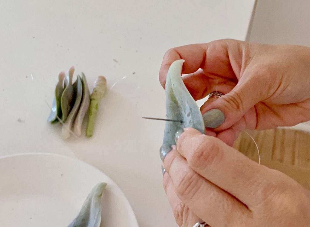 Threading Needle Through Succulent Leaf For Hanging dry Propagation