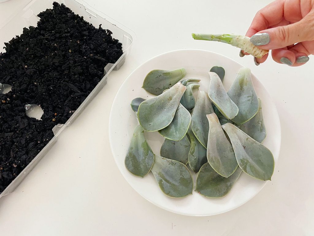 Removed Succulent Leaves From Stem For Propagation