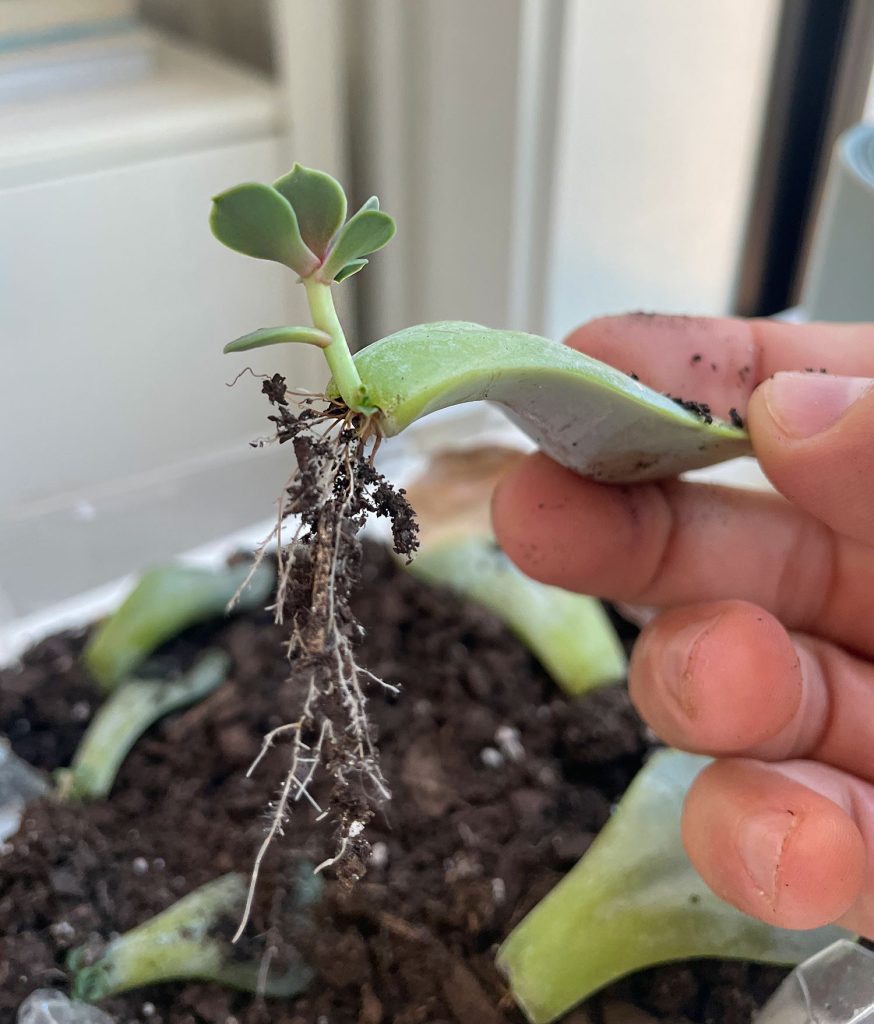 Proprogated Succulent Leaf Lifted From Soil To Show Roots