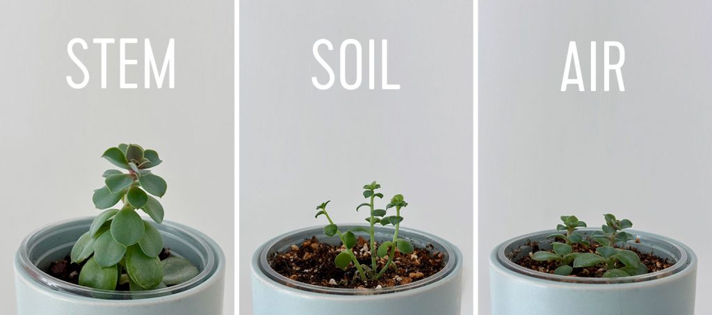 Results of Succulent Propagation Methods Side by Side