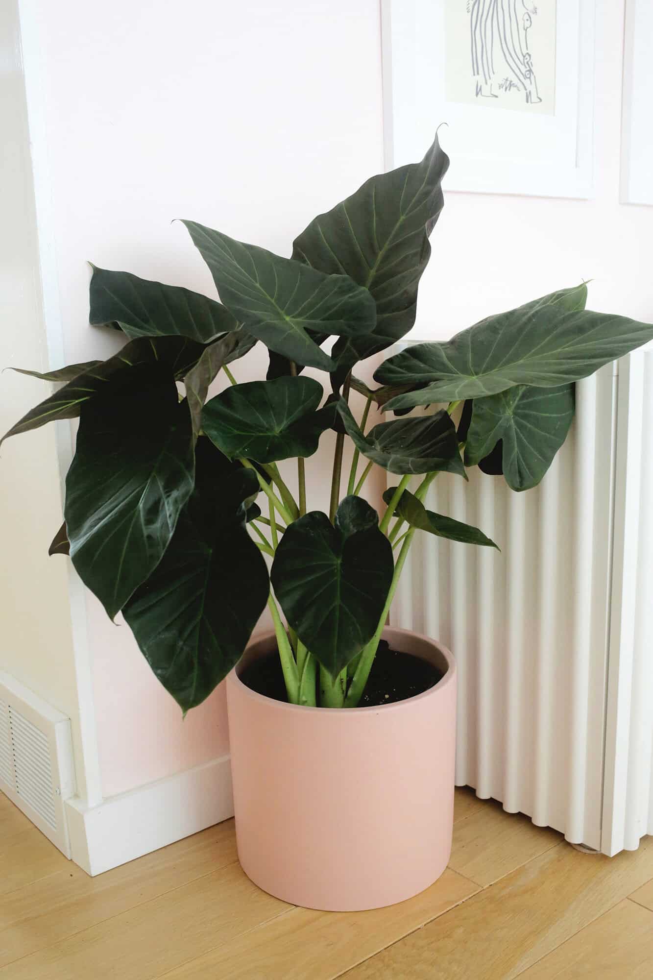 an elephant ear plant