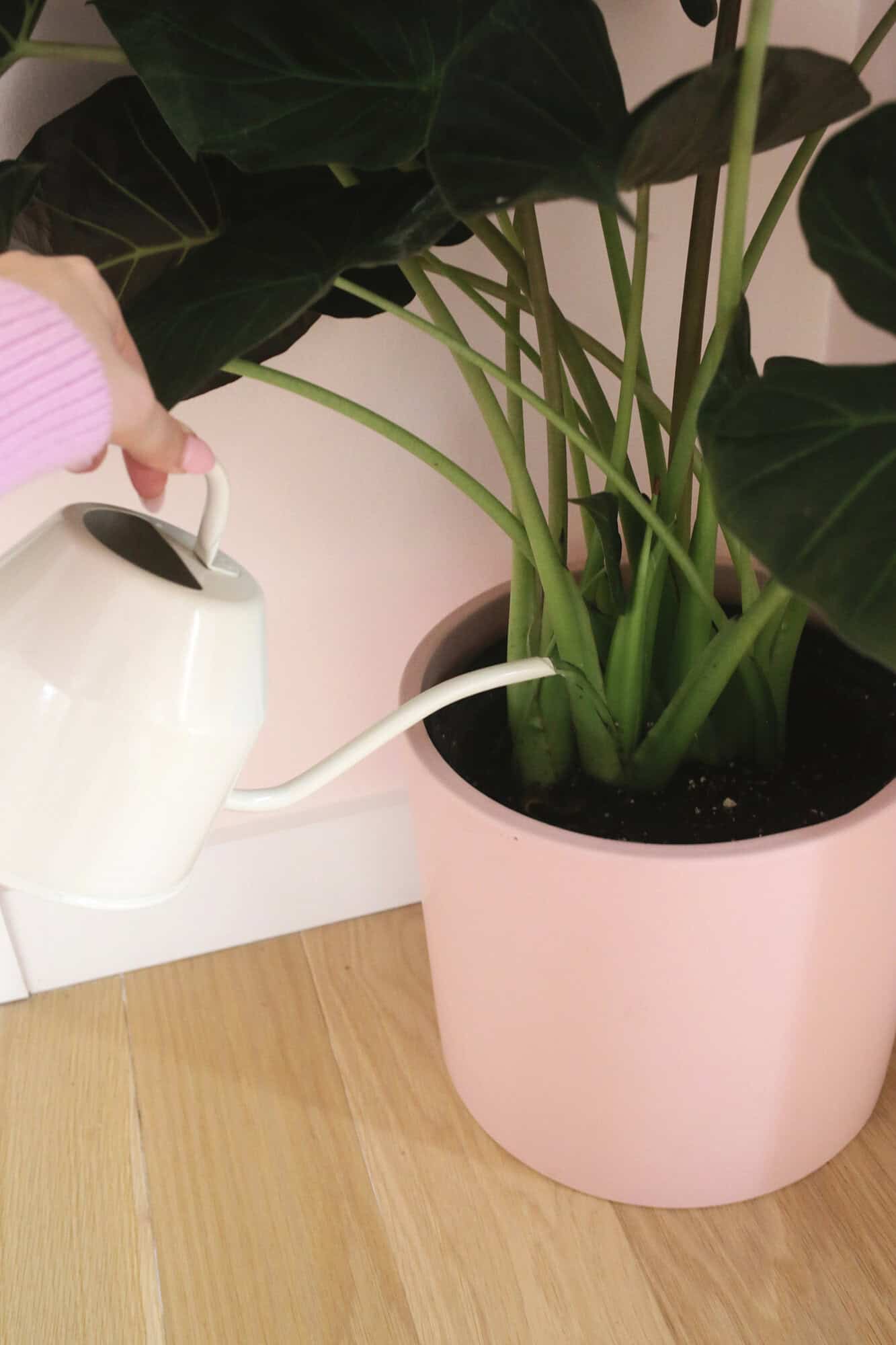 watering elephant ear plants