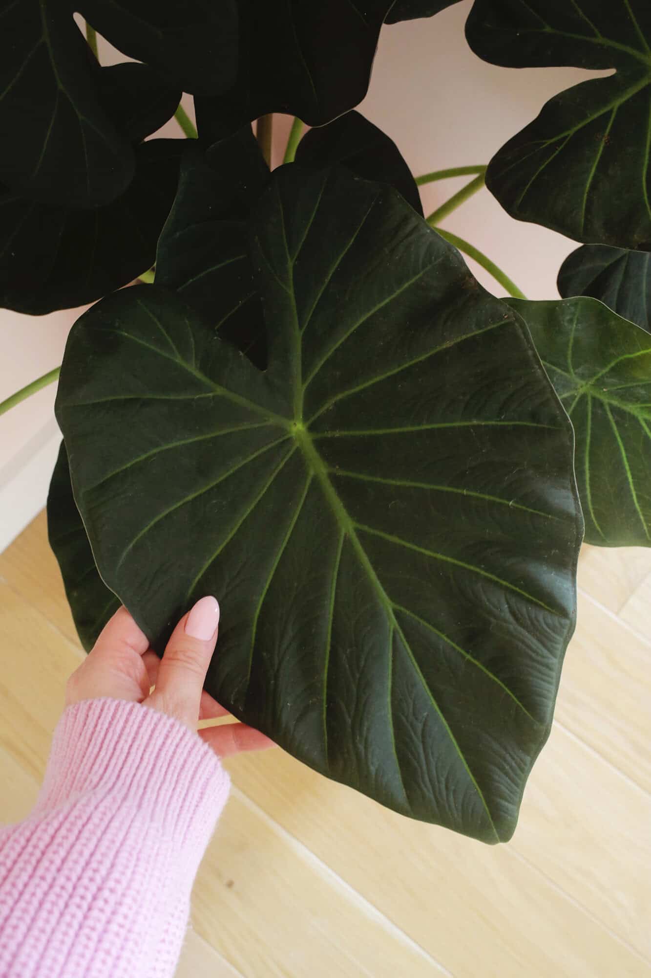 elephant ear leaf