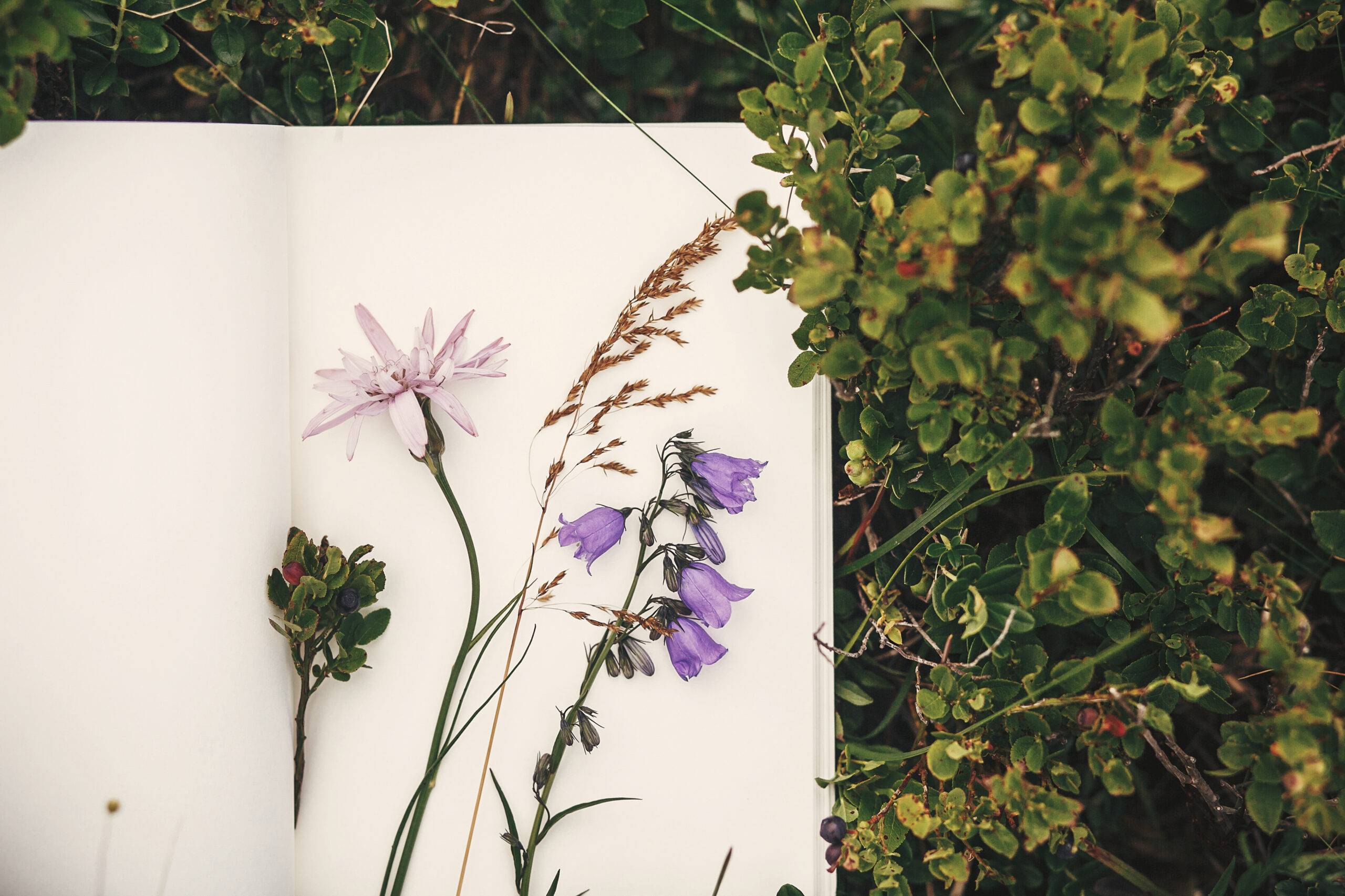 Top view of wildflowers and gathered herbs on paper notebook on blueberry bushes in mountains.