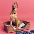 IKEA's Launches Cat-alogue (And Dog-alogue) To Help Pets Find "Fur-Ever" Homes 3 ikea woodgreen pet charity