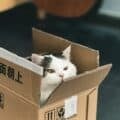 This top entry litter box IKEA hack stops cat litter in its tracks 3 cat in a box