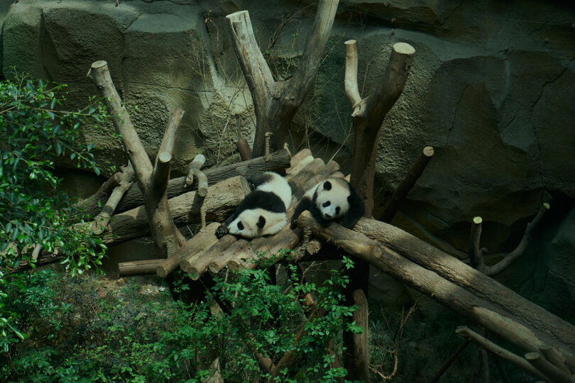Two pandas lying on a wooden platform amid tree branches and greenery in an enclosure with a rock wall background.