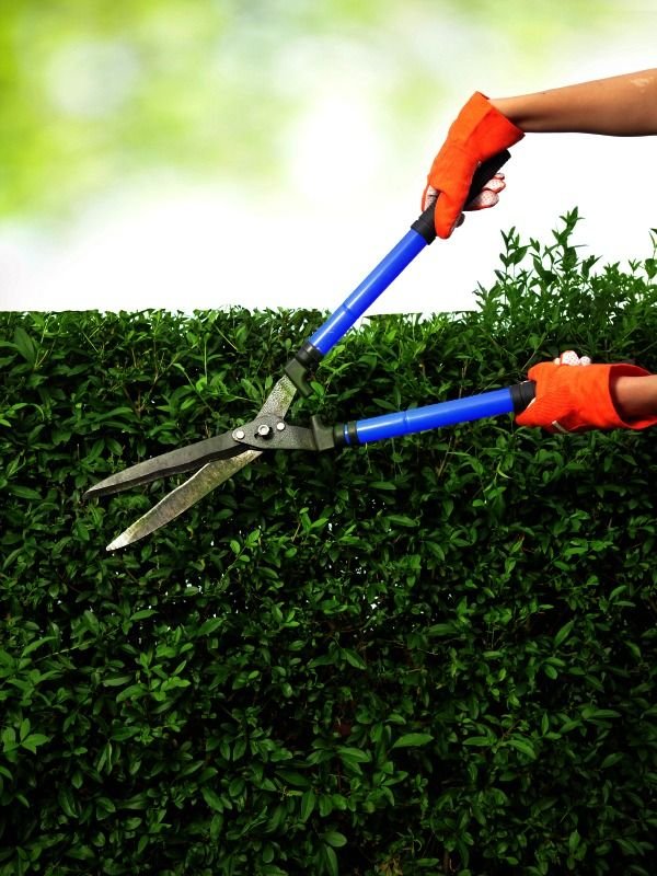 Pruning, When to Use a Lopper vs Pruner vs Shears 