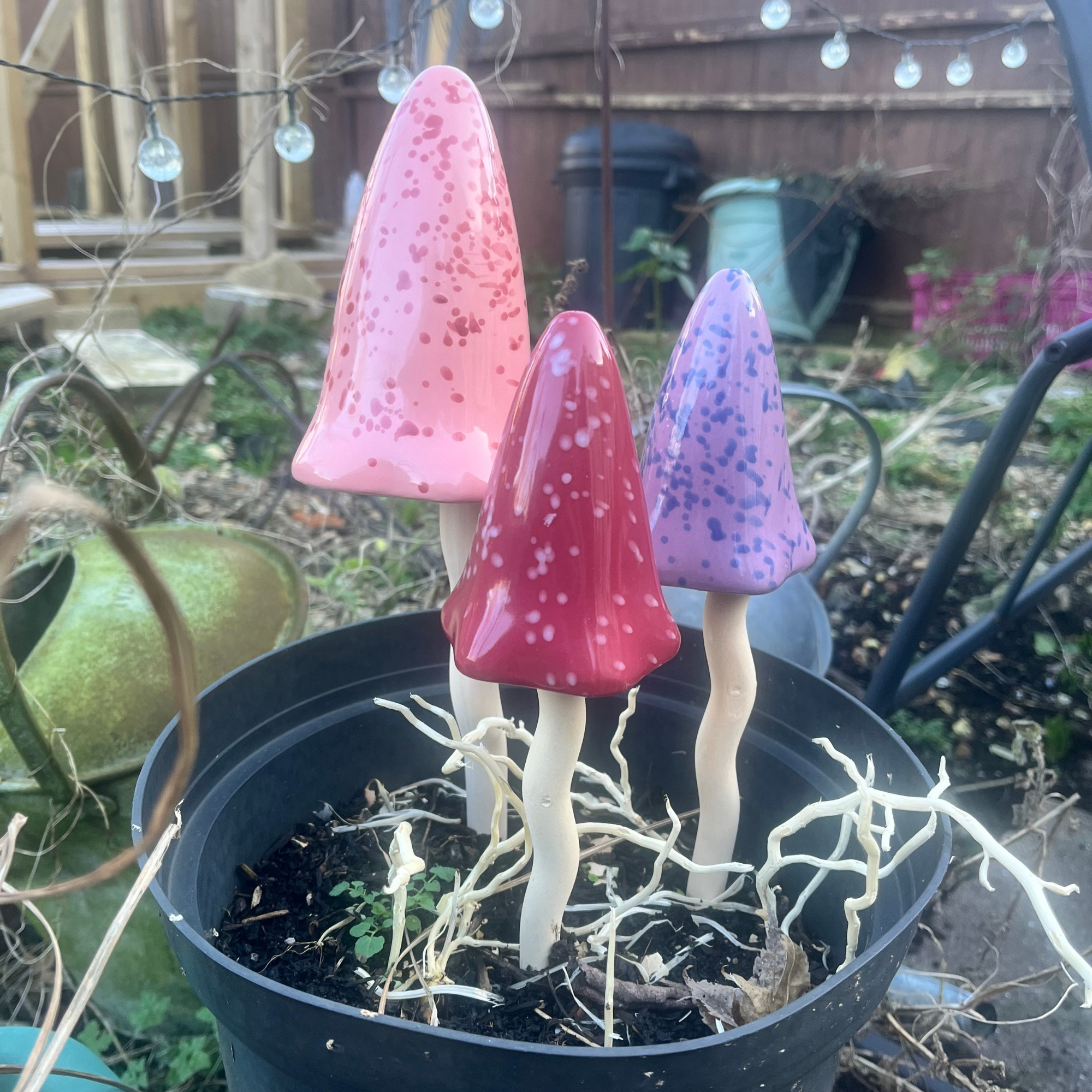 Close up of tinkling toadstools in my sister's garden. They are red, pink and purple in a black flower pot in a winter garden.
